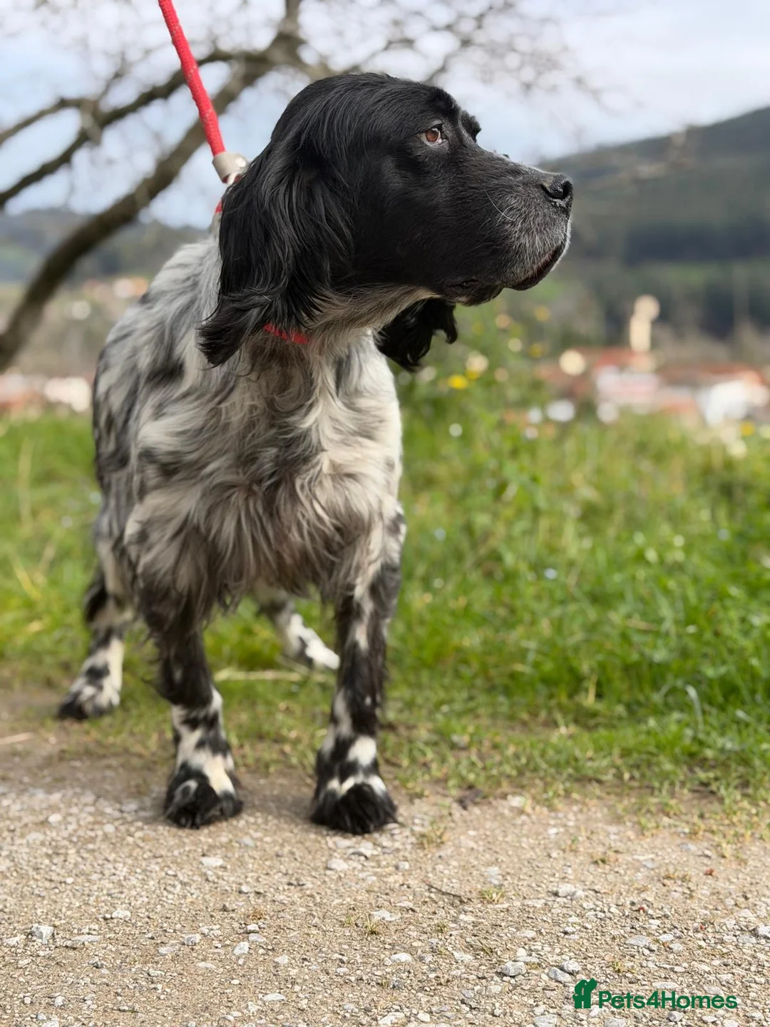 English Setter dogs for adoption: Bixkor - Advert 10