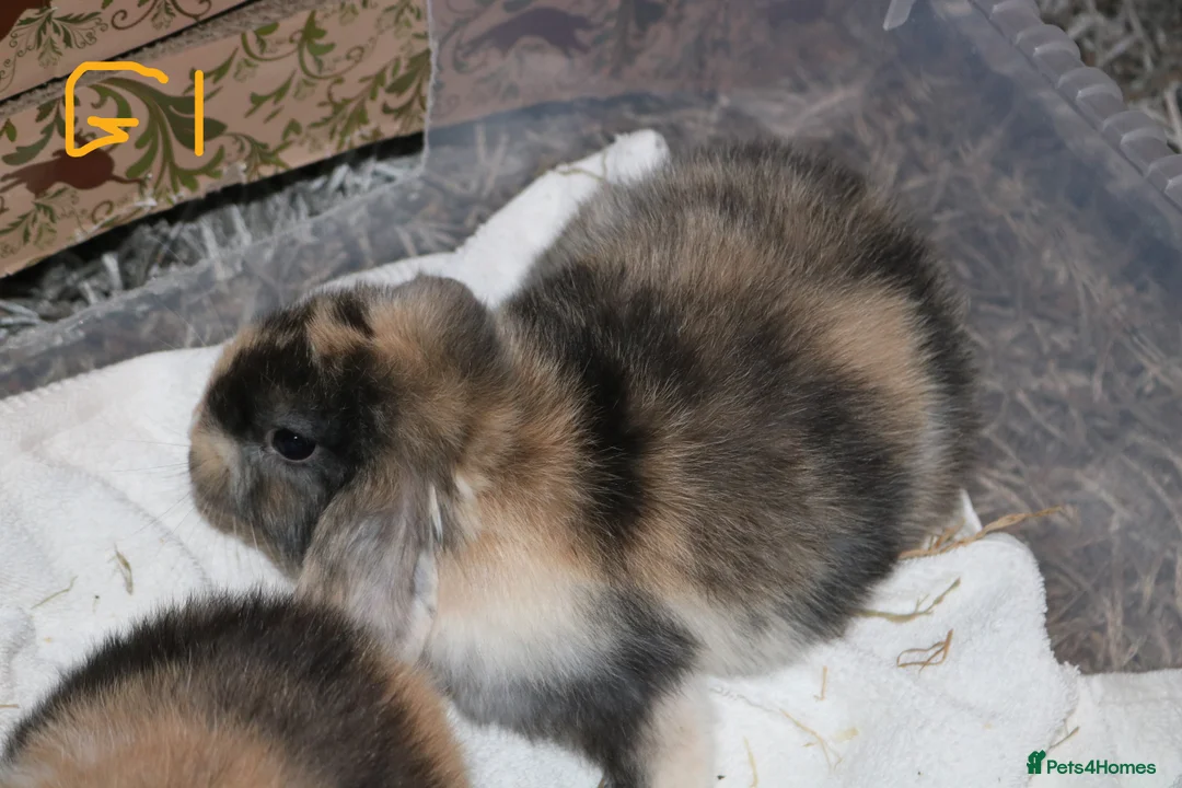 Mini Lop rabbits for sale: Mini Lop babies - Advert 6