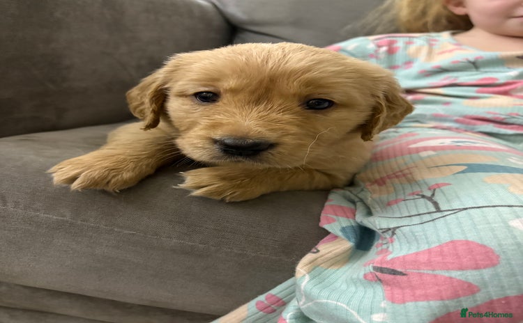 Goldador dogs Goldador puppies  - Advert 1