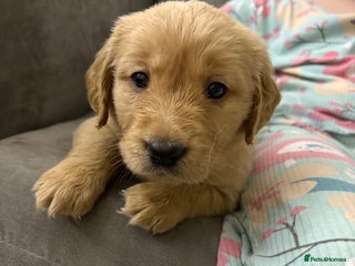 Goldador dogs Goldador puppies - Advert 9