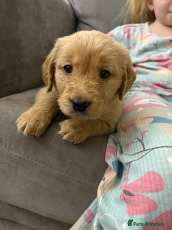 Goldador dogs Goldador puppies - Advert 1