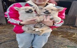 Shepsky dogs for sale: German Shepherd cross Husky Puppies  - Image 10