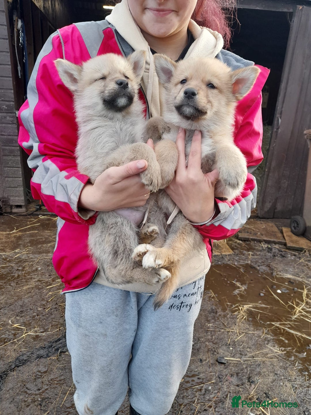Shepsky dogs for sale: German Shepherd cross Husky Puppies  - Image 10
