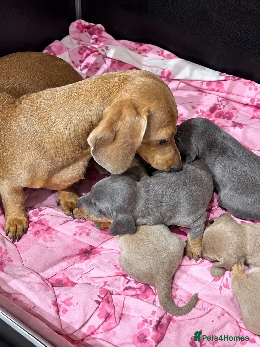 Miniature Dachshund dogs Miniature dachshund puppies - Advert 2