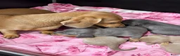 Miniature Dachshund dogs for sale: Miniature dachshund puppies - Advert 2