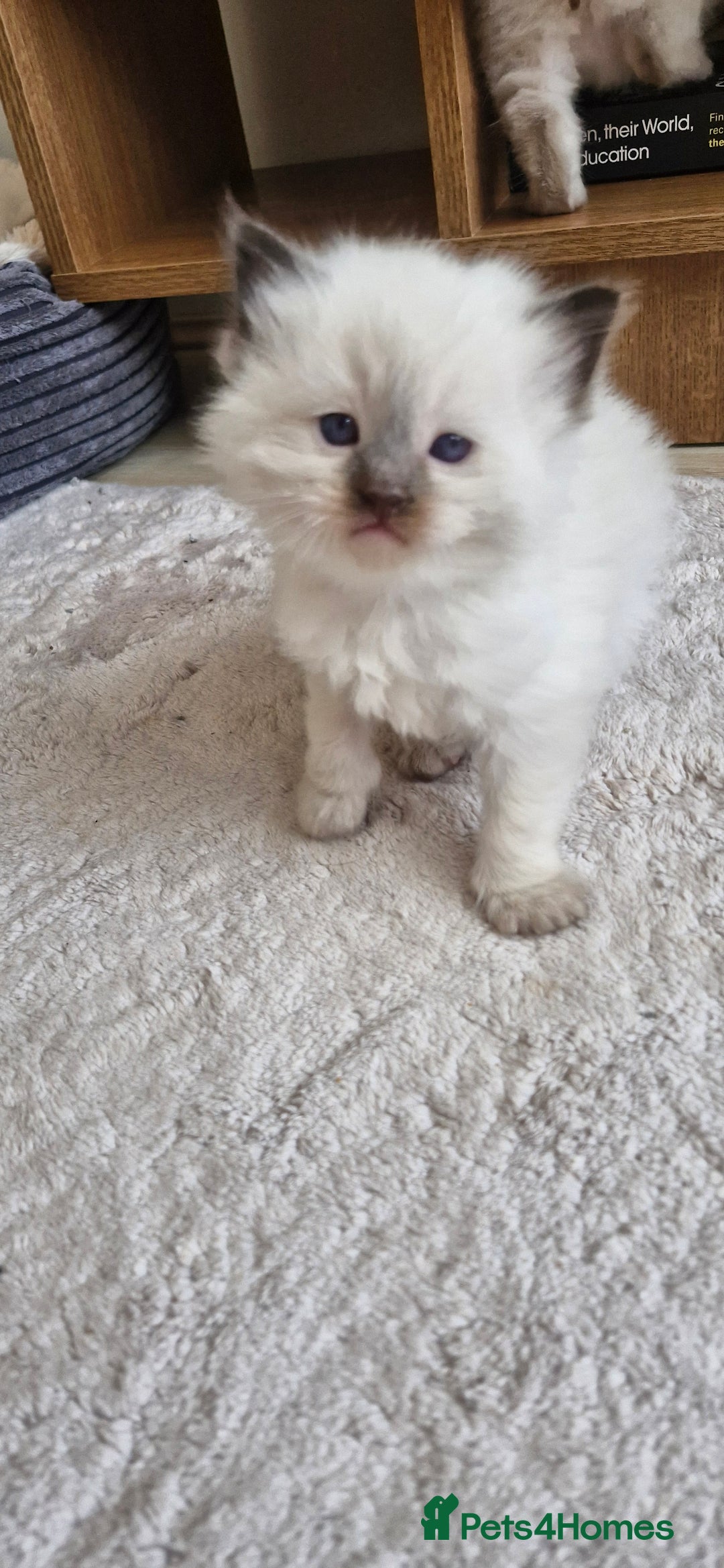 Ragdoll cats for sale: 🐾 Gorgeous Ragdoll Kittens.Ready 22nd December 🐾 - Image 12