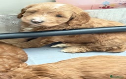 Cockapoo dogs for sale: Bonnie - Image 3