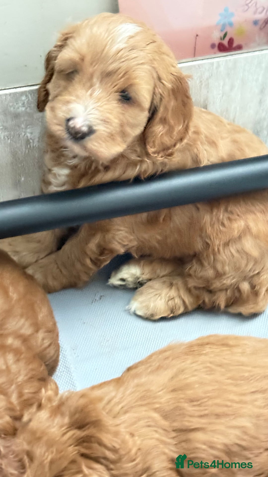 Cockapoo dogs for sale: Bonnie - Image 3