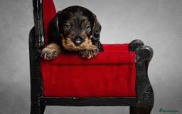 Miniature Dachshund dogs for stud: Miniature wire hair stud (crufts qualified) in Bridge of Weir - Image 10