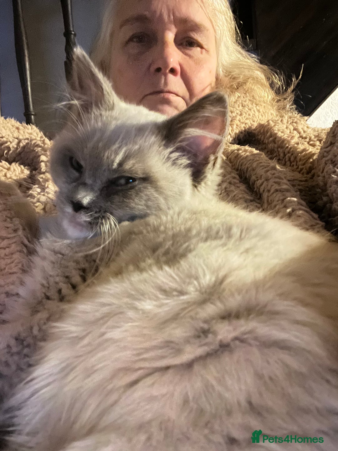 Ragdoll cats for sale: Gorgeous Tica ragdoll kittens ready now  - Advert 11