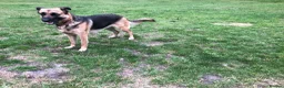 Mixed Breed dogs for sale: German Shepherd cross bitch  - Advert 2