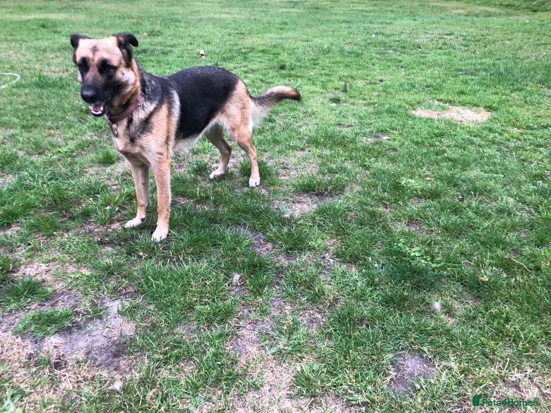Mixed Breed dogs for sale: German Shepherd cross bitch  - Advert 2