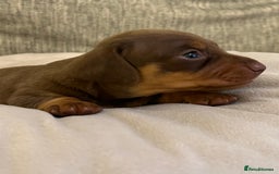 Miniature Dachshund dogs for sale: Just 1 left! KC registered miniature dachshund  - Image 16