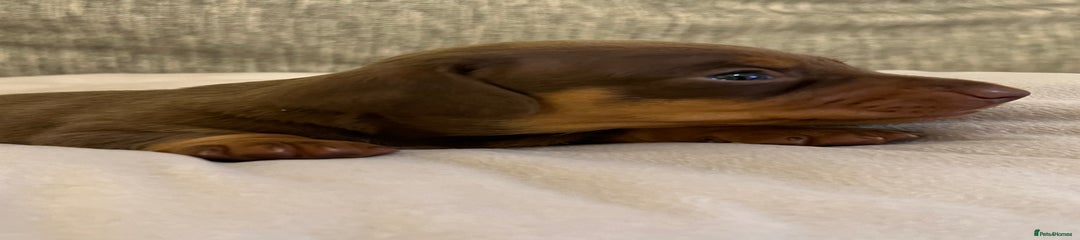 Miniature Dachshund Puppy 2