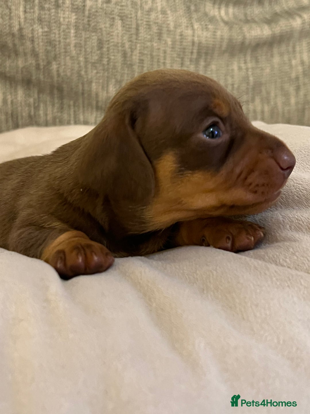 Miniature Dachshund dogs for sale: Just 1 left! KC registered miniature dachshund  - Image 16