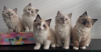 Ragdoll cats - Advert 11