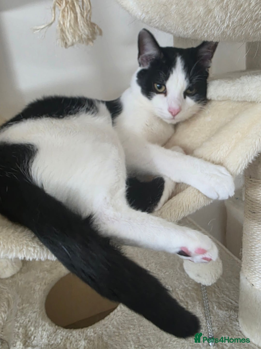 Mixed Breed cats for sale: Smudge looking for family home  - Advert 2