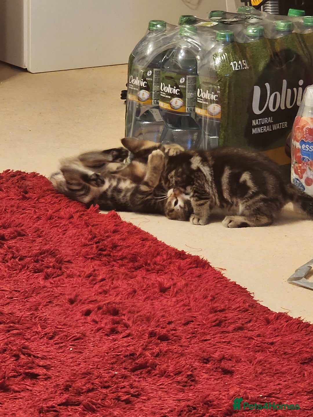 European cats for sale: 7 Lovely tabby kittens for sale - Image 12