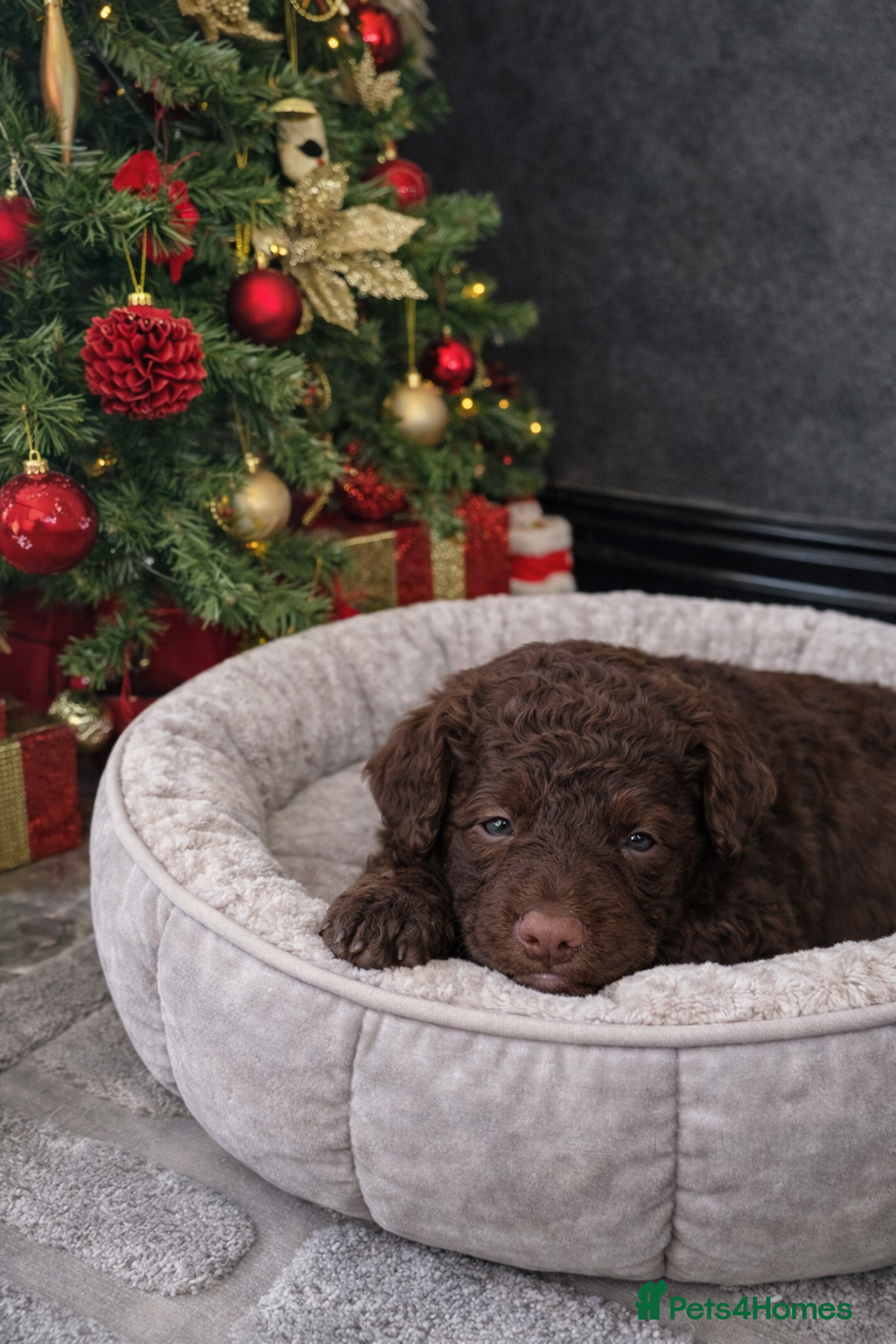 Aussiedoodle dogs Miniature Aussie Doodle Pups 🐾 ❤️ - Advert 18