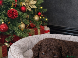 Aussiedoodle dogs Miniature Aussie Doodle Pups 🐾 ❤️ - Advert 18