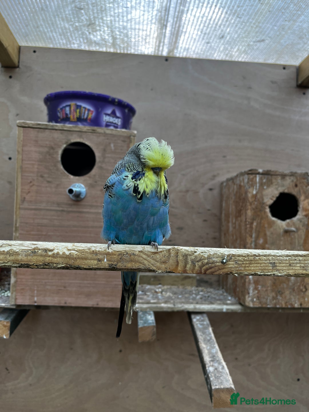Mixed Breed birds for sale: Pair of Conures, Exhibit Budgie, Lutino Cockatiel - Advert 10