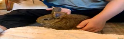 Continental Giant rabbits for sale: 🐰 Beautiful Pure-Bred Continental Giant Rabbits - Advert 4