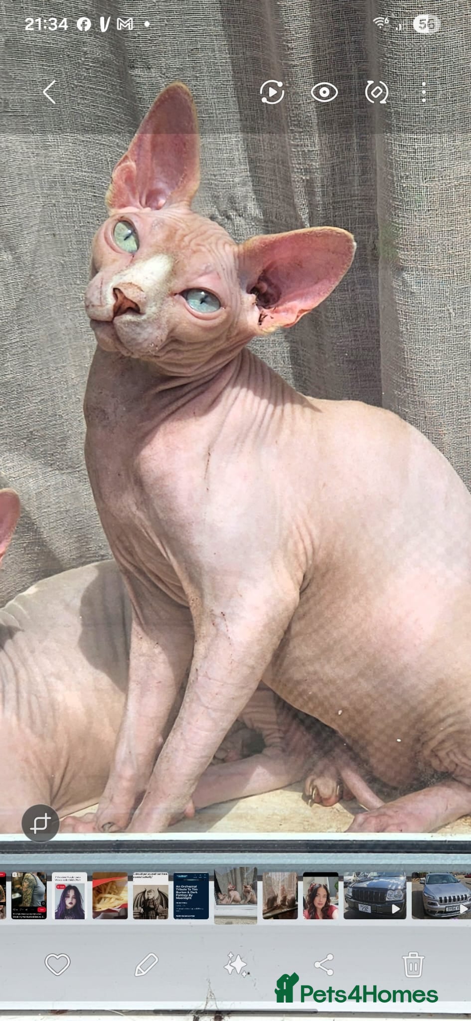 Sphynx cats Sphynx male for sale  - Advert 1