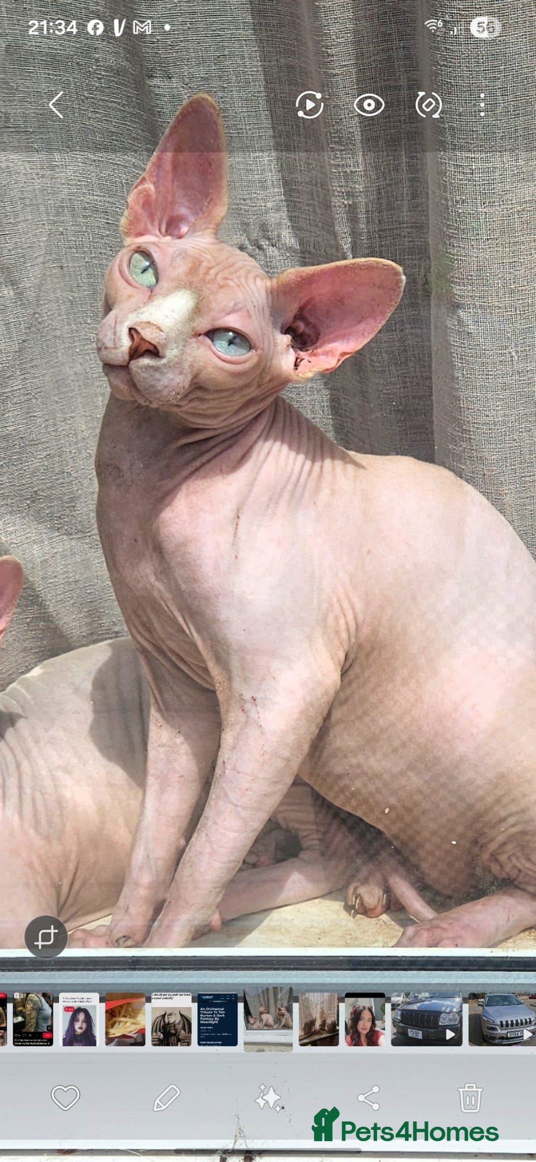 Sphynx cats for sale: Sphynx male for sale  - Advert 1