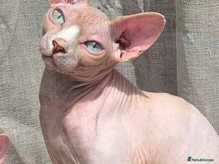 Sphynx cats Sphynx male for sale - Advert 1
