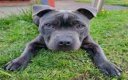 Staffordshire Bull Terrier dogs for stud: 🥇 KC Stafford Stud – Elite Line, Loving Nature - Image 12