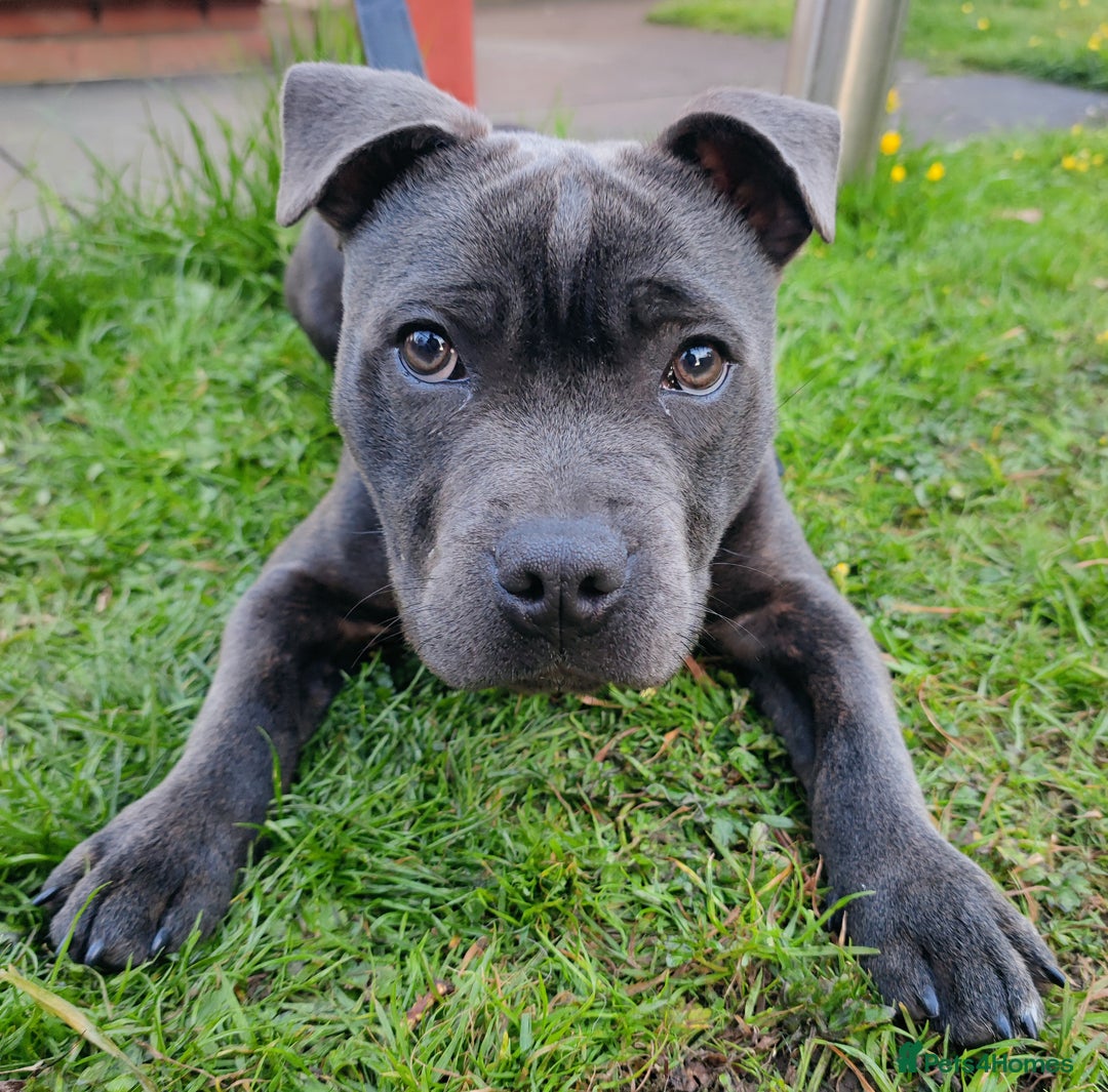 Staffordshire Bull Terrier dogs for stud: 🥇 KC Stafford Stud – Elite Line, Loving Nature - Image 12