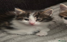 Mixed Breed cats for sale: Tabby and white kittens - Image 4