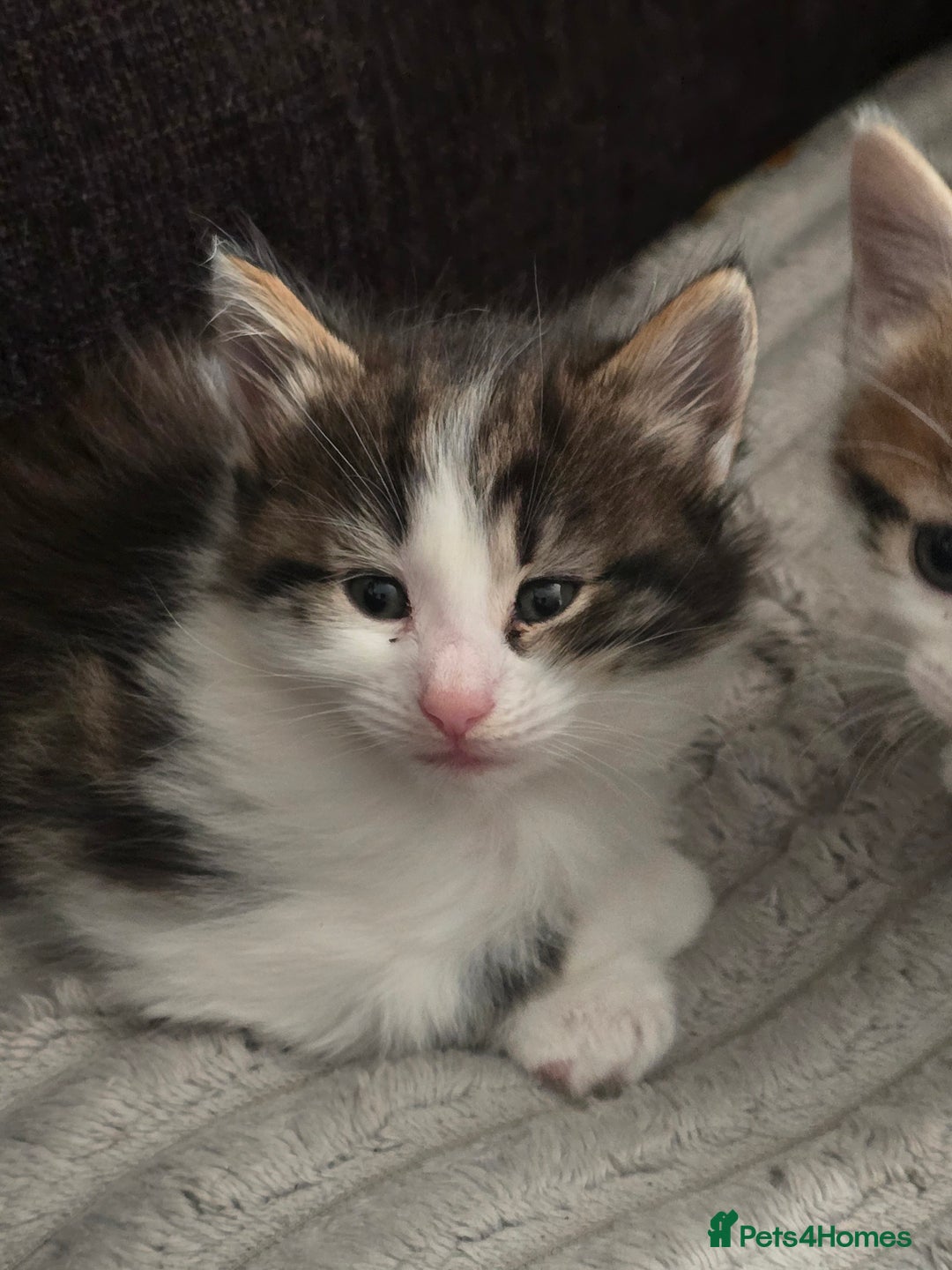 Mixed Breed cats for sale: Tabby and white kittens - Image 4