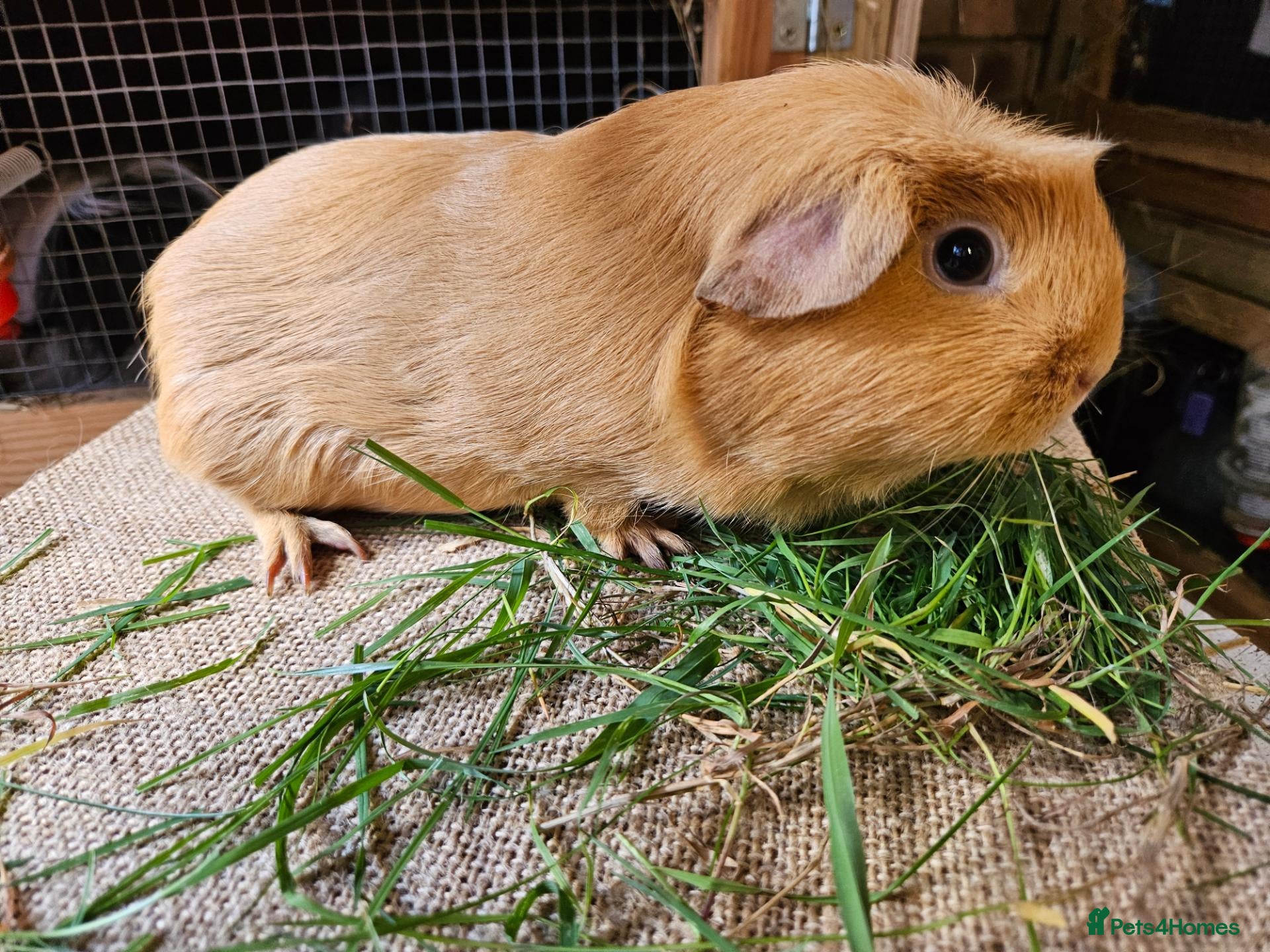 Guinea Pig rodents Various adult female guinea pig sows - Advert 9