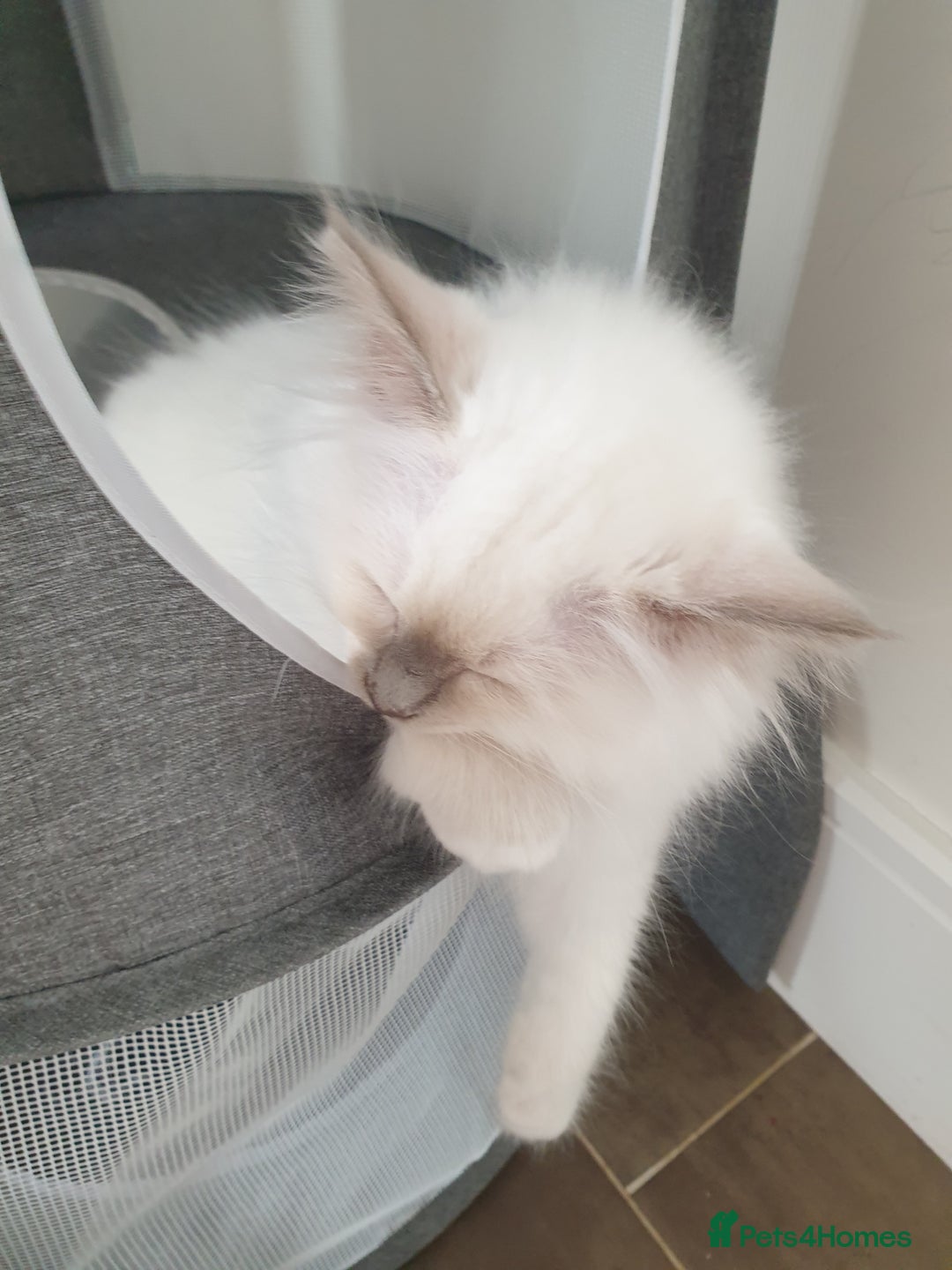 Birman cats for sale: Birman babies ready now. 26 years experience  in Billingham - Image 14