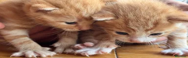 American Shorthair 2