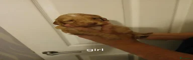 Cockapoo 8