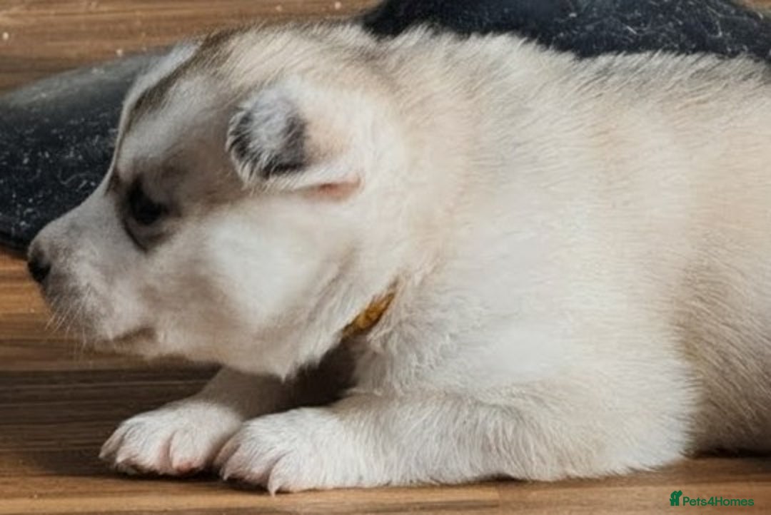 Siberian Husky dogs for sale: BEAUTIFUL SIBERIAN HUSKY PUPPIES  - Image 4