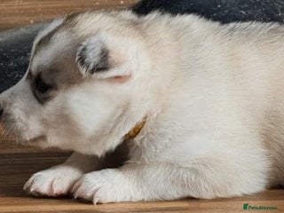 Siberian Husky dogs - Advert 9