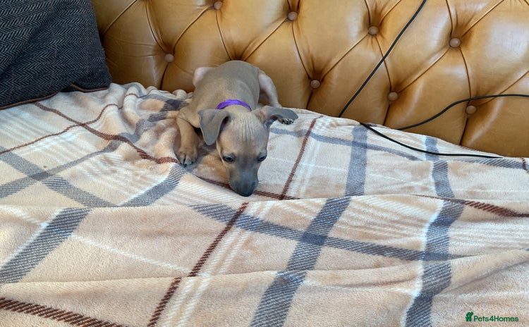 Italian Greyhound dogs - Advert 3