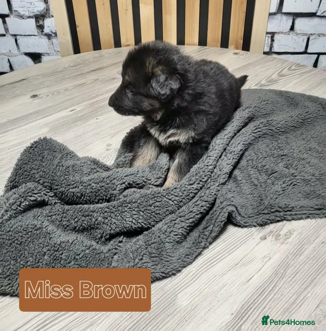 German Shepherd dogs for sale: German Shepherd/Alsatian puppies - Advert 35