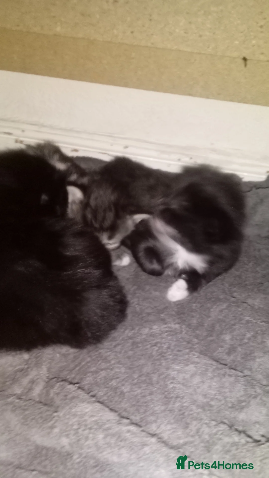 Maine Coon cats for sale: Maine coon x siberian kittens - Advert 7
