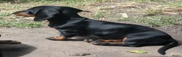 Dachshund dogs for sale: Gorgeous sausage dog puppies  - Advert 10