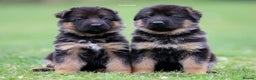 German Shepherd dogs for stud: Health Tested, Show Winner, Proven Stud Dog in London - Advert 15
