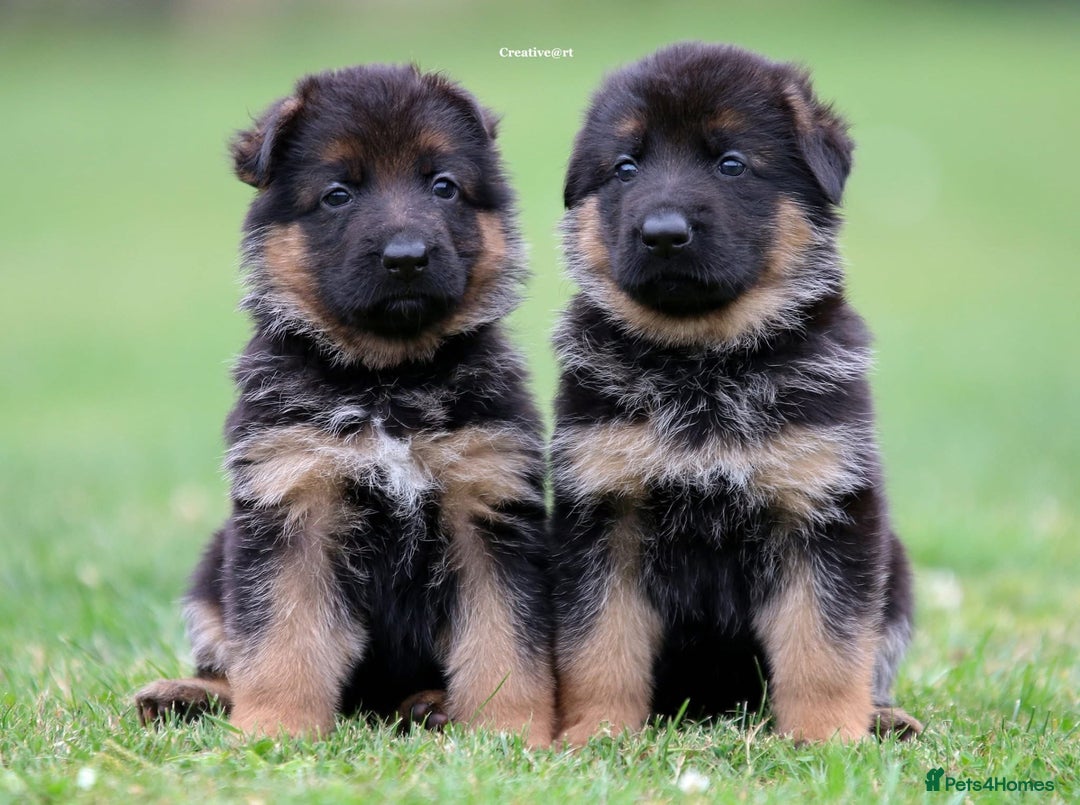 German Shepherd dogs for stud: Health Tested, Show Winner, Proven Stud Dog in London - Image 14