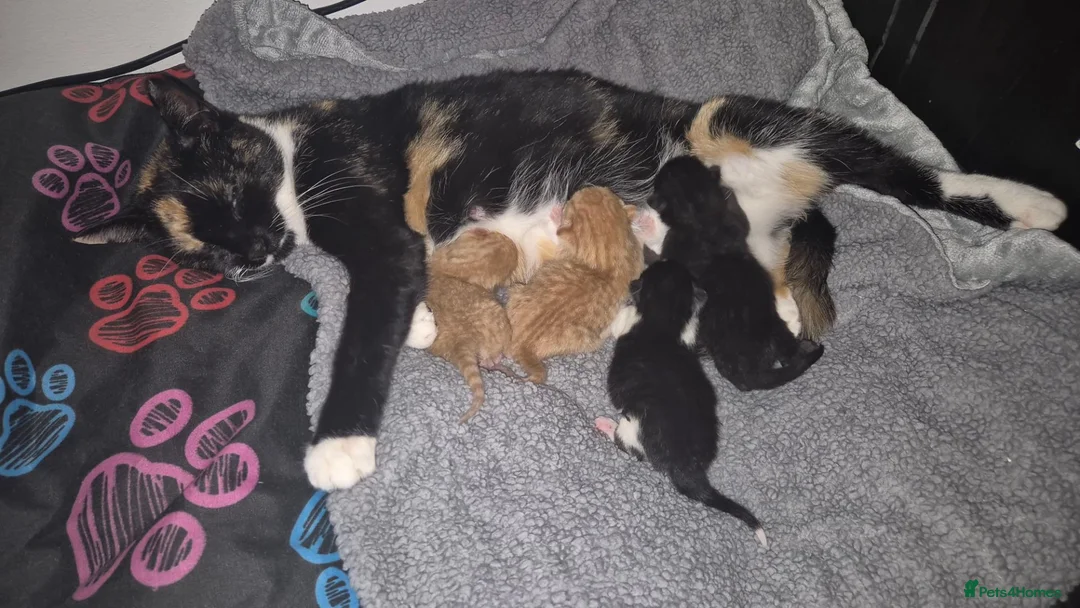 Mixed Breed cats for sale: Kittens 8 weeks old - Advert 1