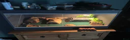 Leopard Gecko reptiles for sale: Leopard geko  in Kettering - Advert 1