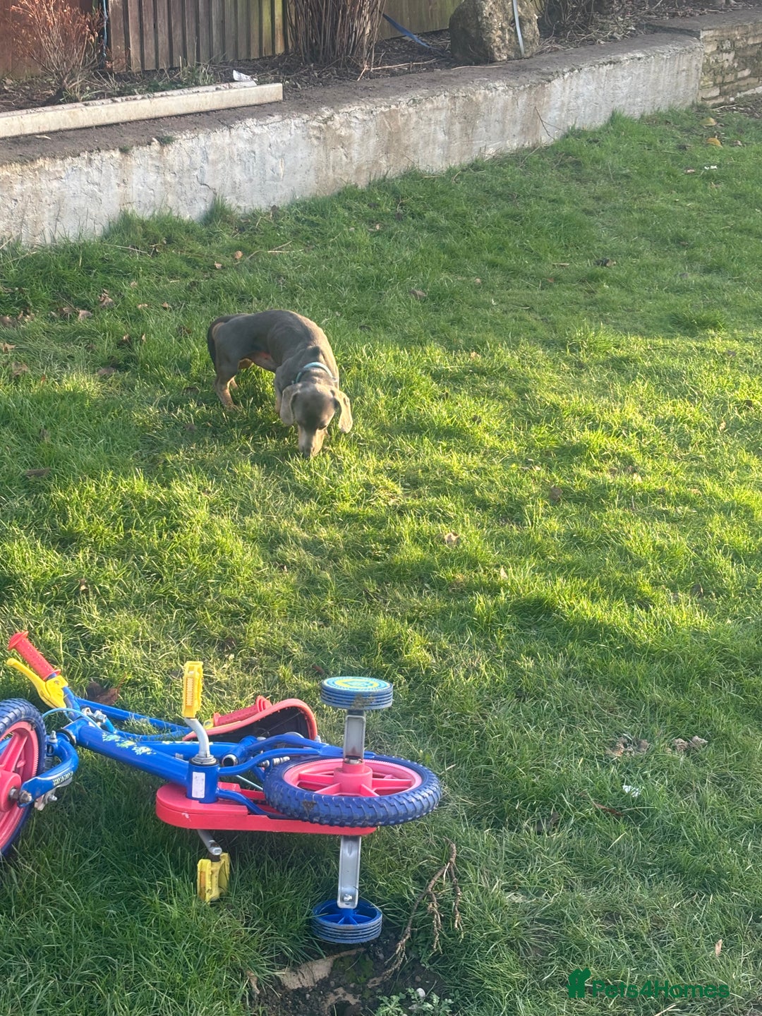 Dachshund dogs for sale: Lilac midi dachshund  - Advert 4