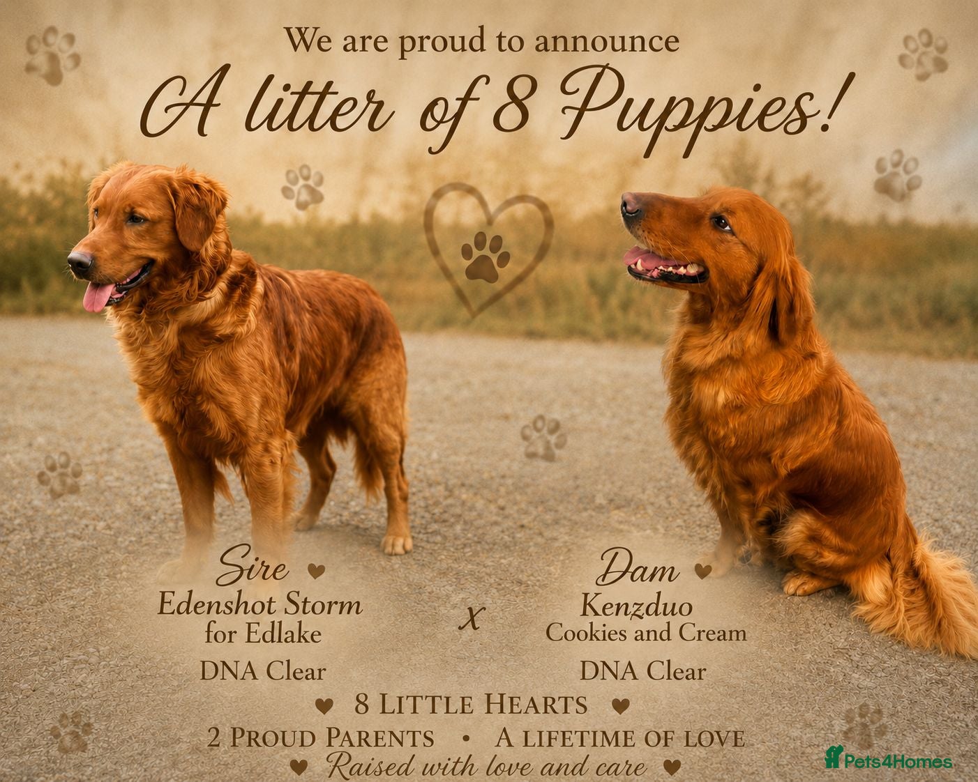 Golden Retriever dogs ⭐ Dark, DNA, KC Reg Golden Retrievers ⭐ - Advert 1