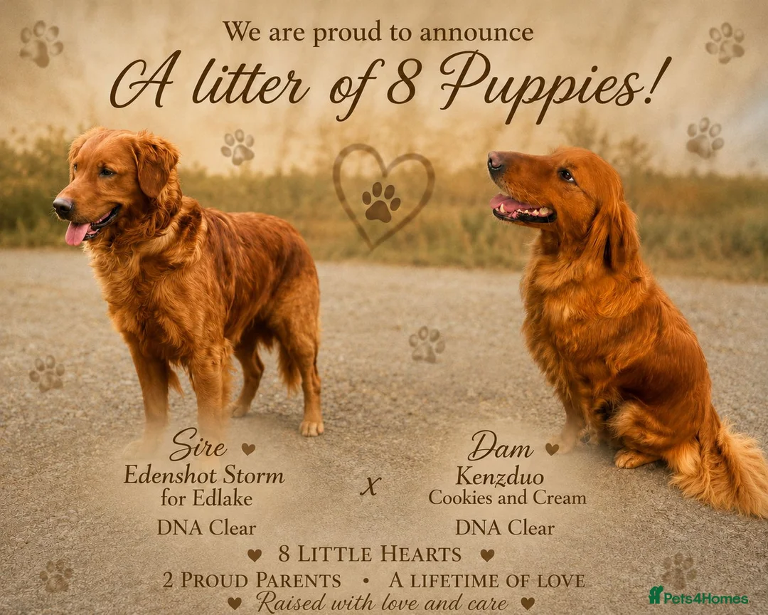 Golden Retriever dogs for sale: ⭐ Dark, DNA, KC Reg Golden Retrievers ⭐ - Advert 1